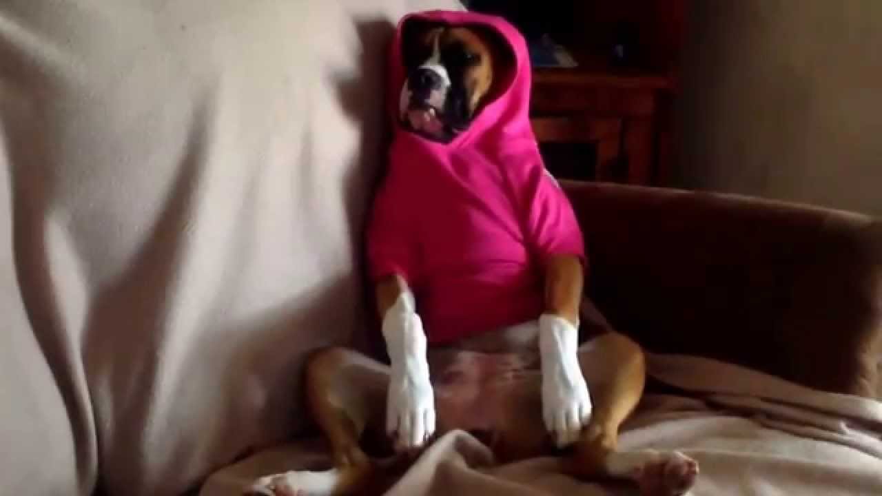 boxer sweaters dogs