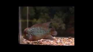 KF0409 (UPDATE) -- 5 FLOWERHORN -- www.aquaticwonderland.com