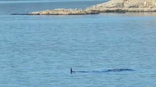 مشاهده نهنگ های قاتل در جزیره ونکوور killer whales(ocra)