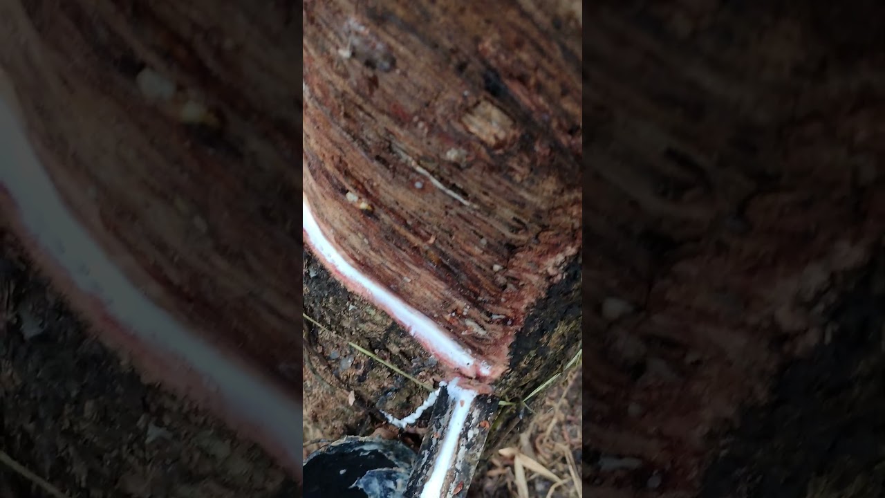 Daily.  Struggle 🧬   vlog VID 20251213 071603