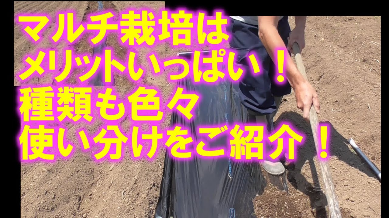 マルチ栽培 マルチの種類と使い分けをご紹介 Youtube