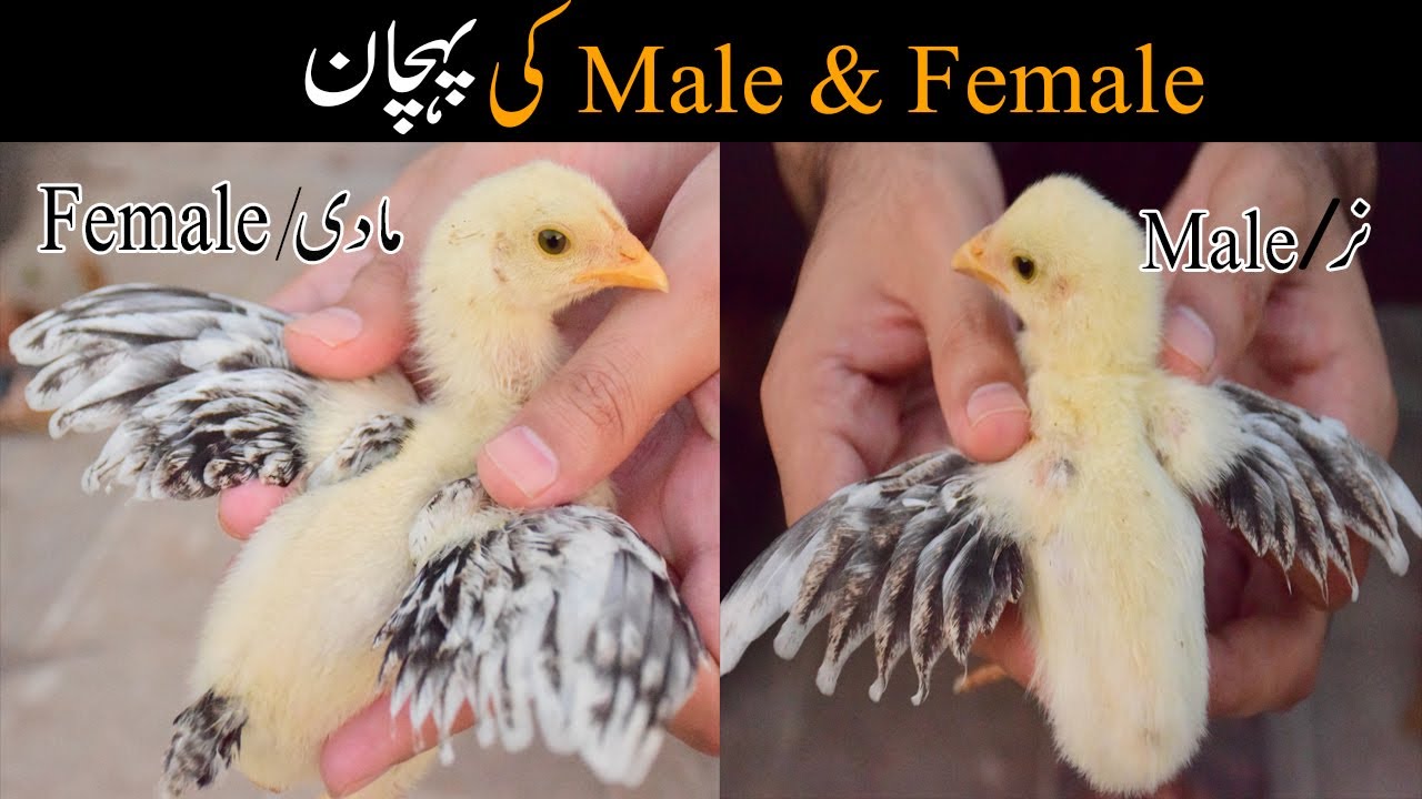 Chicks male female identification Aseel chicks male or female ki