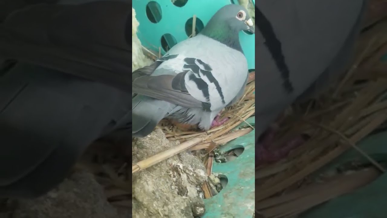 Yep There S The Hatchling Or Is That Cutest Post Of Day On All Four Channels 