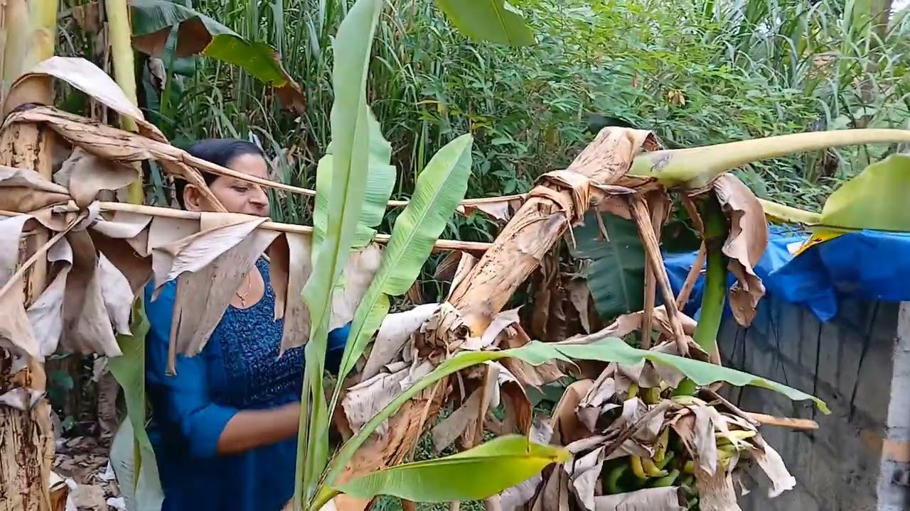 #എന്നും പുതുമയുള്ള പഴം#ഒന്നു കണ്ടാലോ##