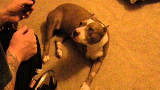 Copy Of Three Legged Pit Bull Doing Tricks