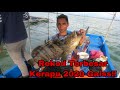 Vlog ke-24 Rekod Kerapu Terbesar 2020 Sangkar Sungai Udang Penang