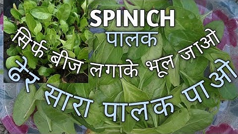 How to grow Spinach at home full information with update till harvesting.