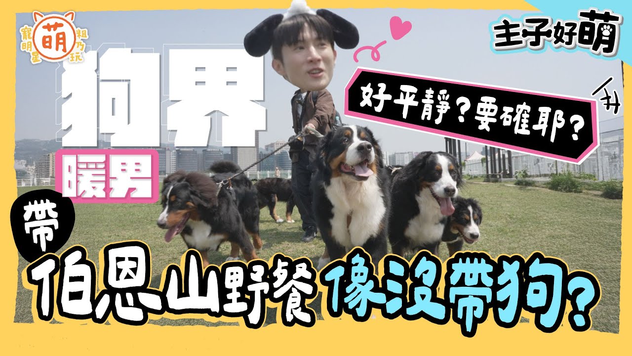 阿本暖男 vs. 狗界暖男！帶6隻伯恩山犬去放風 史上最祥和的一天！？【 主子好萌 】 萌寵明星粗乃玩 @haveapetday