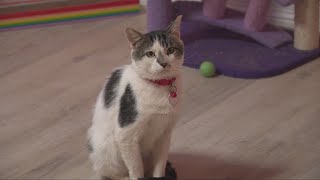 Inside Akron's first cat lounge and wine bar: Whiskers and Wine