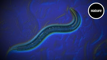 How a worm showed us the way to open science