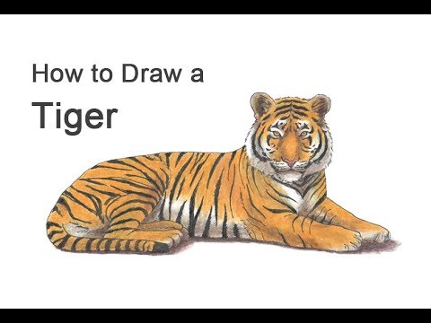 Tigers coloring pages  Free  Printable  Tiger coloring sheets