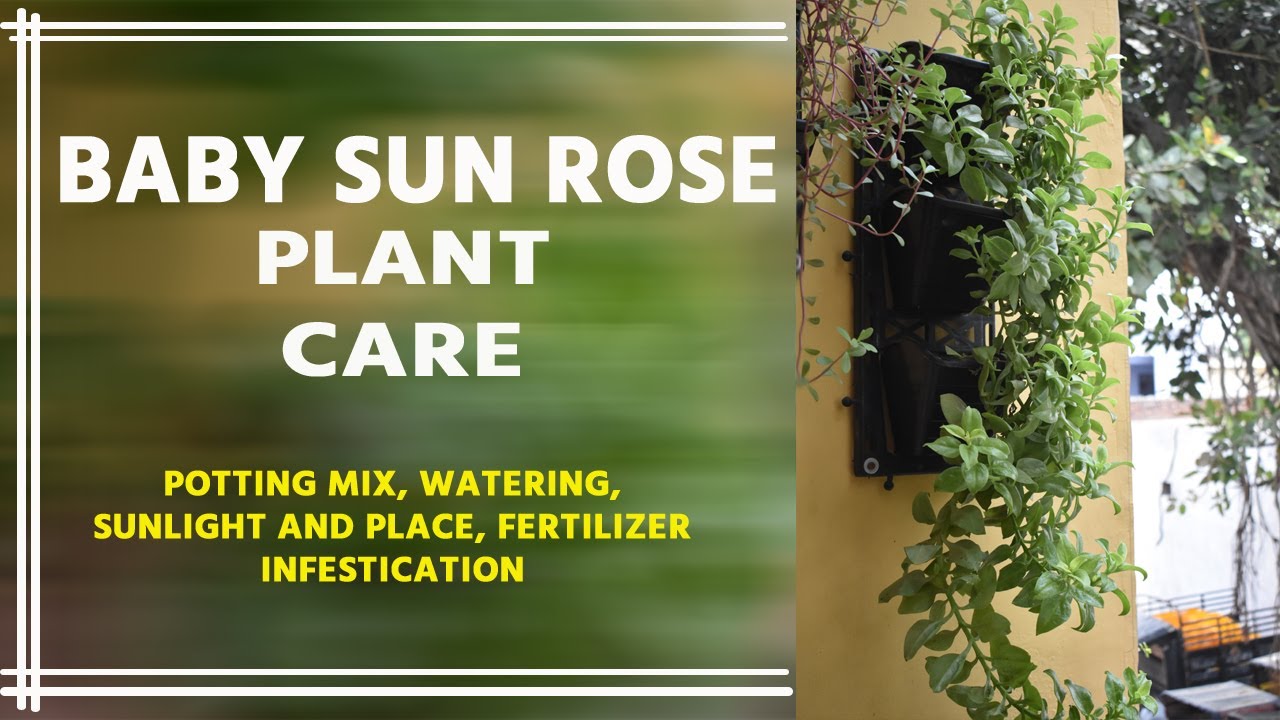 How to grow baby sun rose baby sun rose plant care best hanging