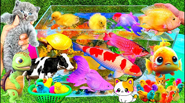 Bắt Các Con Vật Dễ Thương, Con Thỏ, Con Mèo, Con Vịt, Con Cá, Con Rùa, Con Bò, Cá Vàng Bơi - Part 07