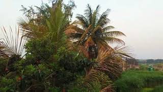 सदर सकळ बघ हरव नसरग आमचय गवकडच वतवरण बलग