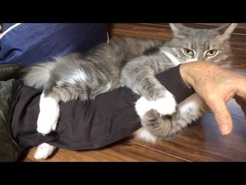 Video: Mabilis Na Katotohanan Tungkol Sa Norwegian Forest Cat