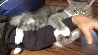 荷造りされる猫 ノルウェージャンフォレストキャットpacking.Norwegian Forest Cat.