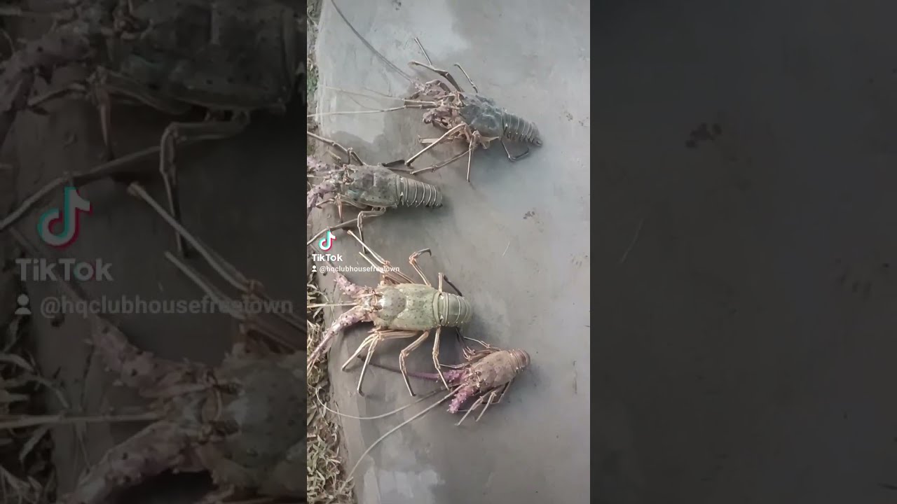Live Lobsters At HQ CLUBHOUSE Restaurant On Lumley Beach Come Taste Grilled By Chef Badara