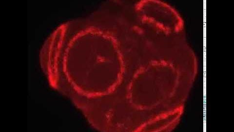 Zipping together embryonic blastomeres