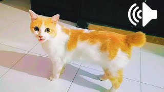 SUARA KUCING PANGGIL INDUKNYA by My Kitty Diary 2,180 views 1 year ago 1 minute, 22 seconds