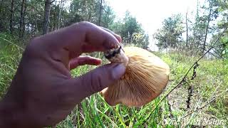 Сбор грибов 2020,Рыжики.Lactarius deliciosus Поляны рыжиков