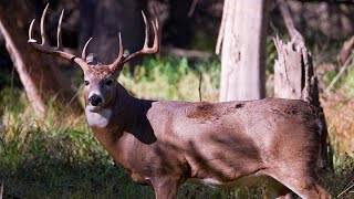Northwoods Experience: MN Seeing Higher Deer Harvest Numbers This Year | Lakeland News