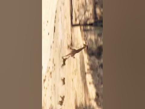#lion attack giraffe #national geographic #wild animal attacks #giraffe