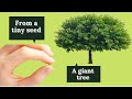 How to grow mulberry from seed  - Μουριά από σπόρο
