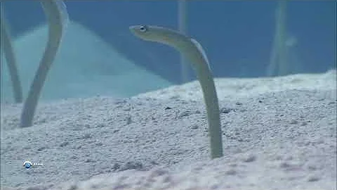 Как питаются  садовые угри из семейства Конгеровые (Congridae) ?
