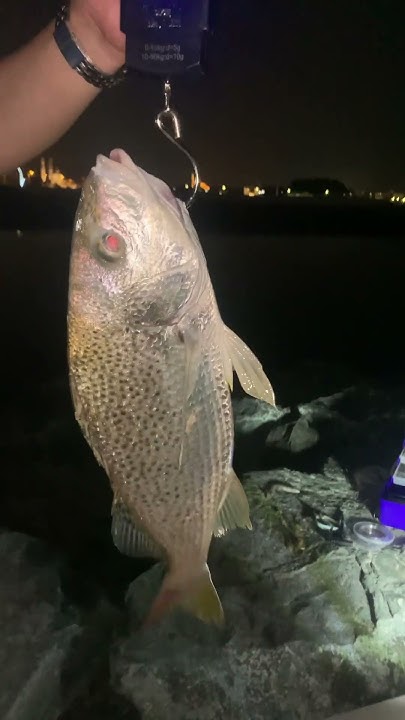 fish-hunting-l-catching-bakoko-silver-grunter-l-shore-fishing-dubai-l