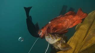 Spearfishing Sonoma Coast