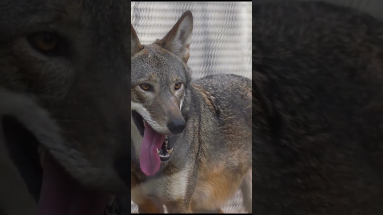 WUNC's The Broadside presents: Can we save the red 