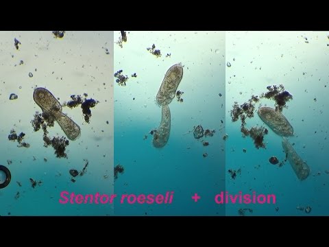 Stentor roeseli +