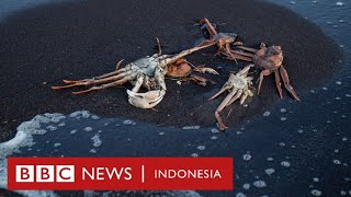 Kematian massal biota laut di Kamchatka, apa yang terjadi? - BBC News Indonesia