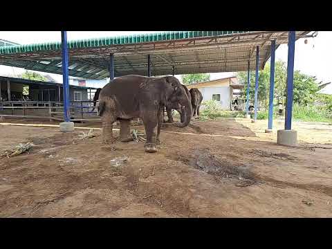 Elephant  story สามสาวดาวซิ่งการถ่ายทอดสดของElephantstoryสามสาวดาวซิ่ง การถ่ายทอดสดของ Elephant  story สามสาวดาวซิ่ง