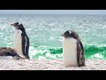 The Beauty of Wild Animals | 4K HDR Dolby Vision 120FPS | Cinematic Wildlife OLED Showcase