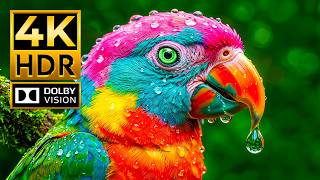 The Beauty of Wild Animals | 4K HDR Dolby Vision 120FPS | Cinematic Wildlife OLED Showcase