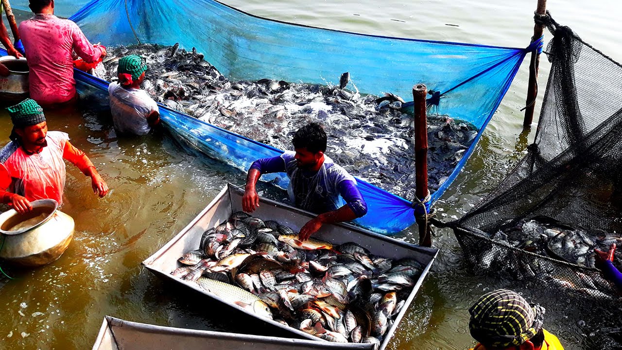 Most Satisfying Cast Net Fishing Video | Amazing Cast Net Fishing Skill Catch Tons Of Big Fish