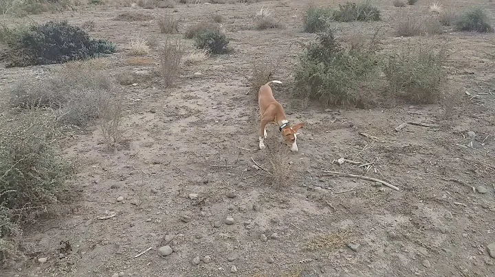 "Canelo"  Podenco Canario  de 4 meses