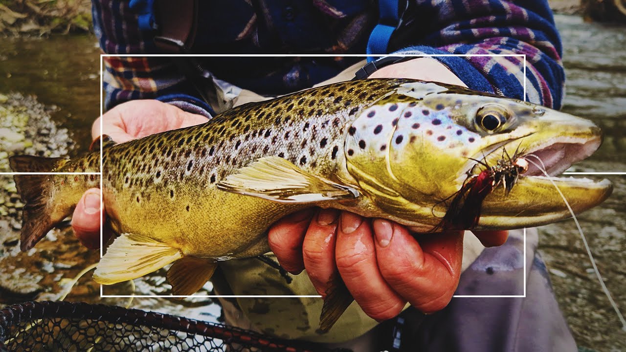 BIG Trout from a Small Stream!, Fly-fishing Scotland, River Tweed  Tributary