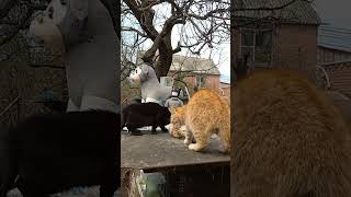 Кошачьи повадки...