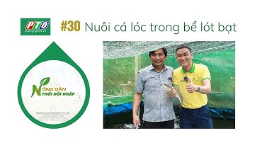 #30 | Nuôi cá lóc trong bể lót bạt | Nông dân hội nhập | PTQ