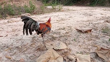 17 (3)tag ki no tuaj dib qaib tsi muaj qaib qu qua lawm nawb 2024