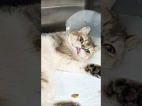 성×행 추정 브리티시 고양이를 구합니다 3 #입양하세요 #진짜 #예쁩니다