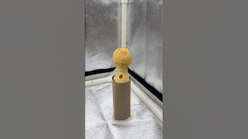 This Mushroom REFUSES to Die! #shortvideo #mushroom #wildnature #science #waitforit #mindblown #wow