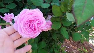 Parfuma Summer Romance Rose