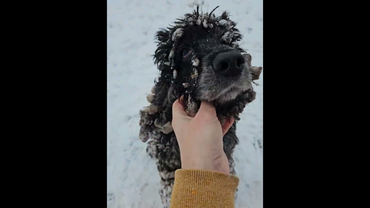 Dog Covered in Snow Stuck to Its Hair after a Playful Session