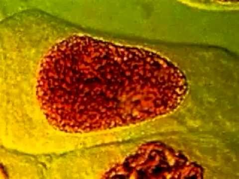 Vídeo: Os cromossomos se alinham na placa metafásica da célula na mitose?