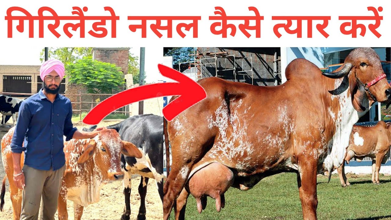 गिरलैंडो नसल की गाय कैसे त्यार करें । Highest milk record of girlando cow । semen कहाँ से लें ।