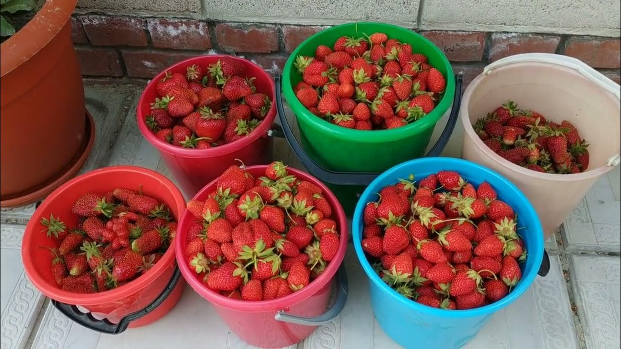 Огромный урожай клубники. Слабонервным не смотреть! Агротехника ...