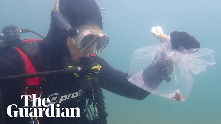 Endangered red handfish returned to the wild off Tasmania after heatwave rescue - DayDayNews